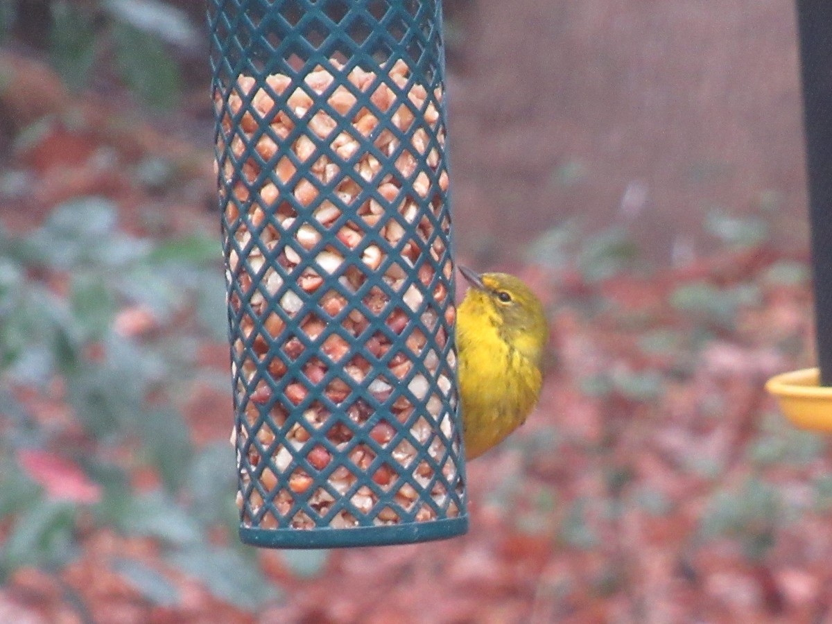 Pine Warbler - ML646514003