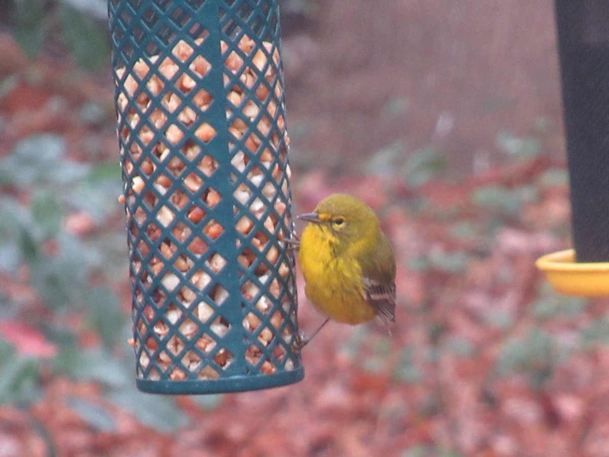 Pine Warbler - ML646514004