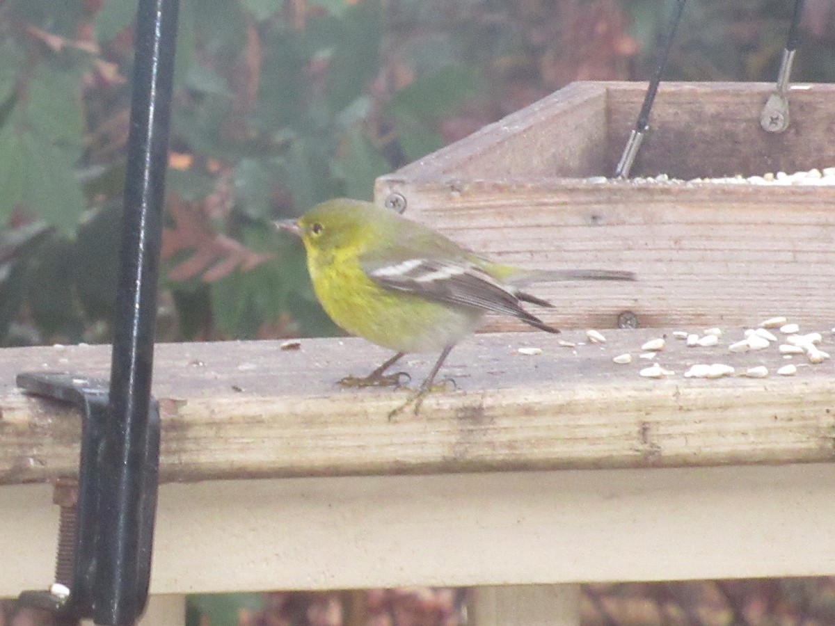 Pine Warbler - ML646514005