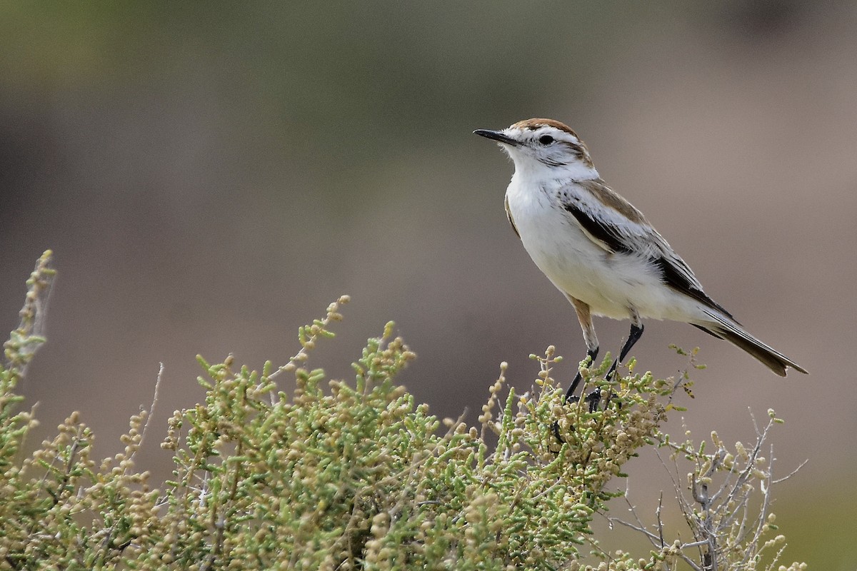 Salinas Monjita - ML646514006