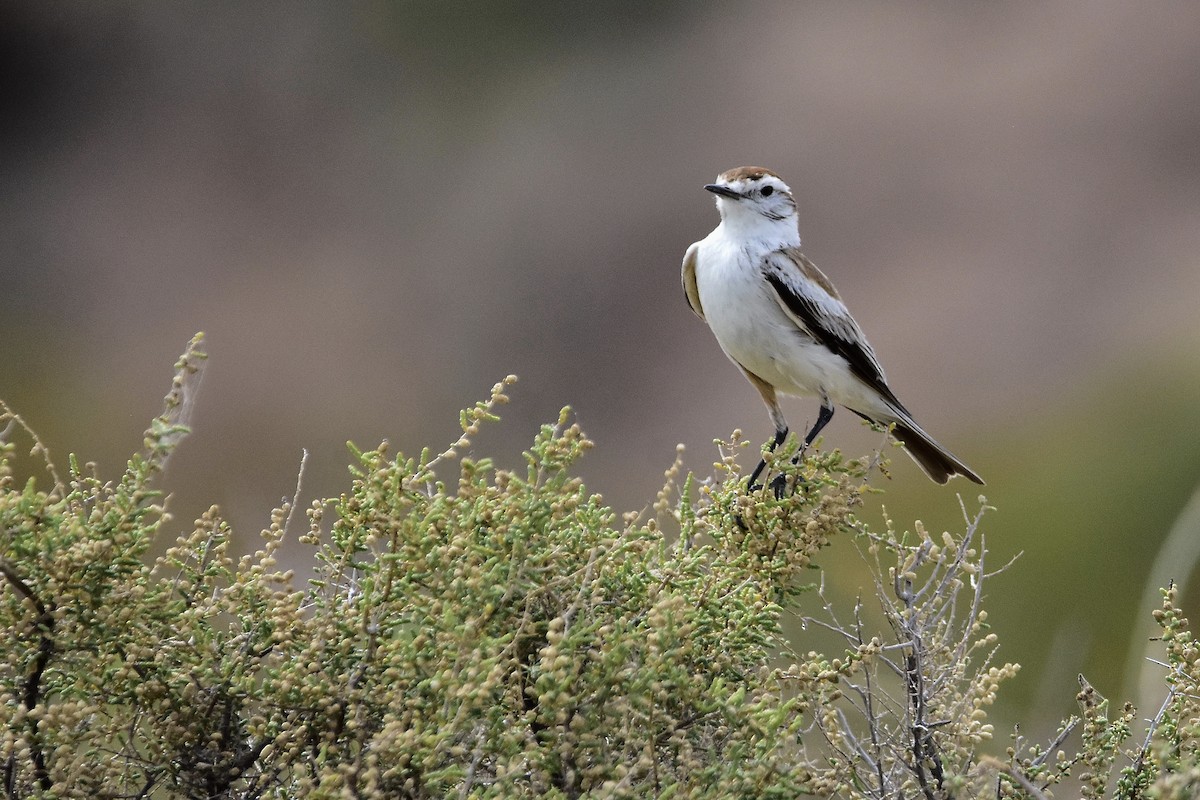 Salinas Monjita - ML646514007