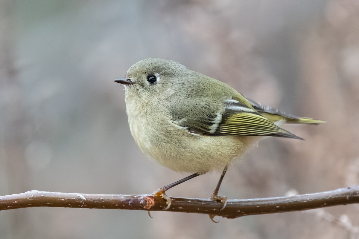 Erregetxo mottogorria - ML646514009