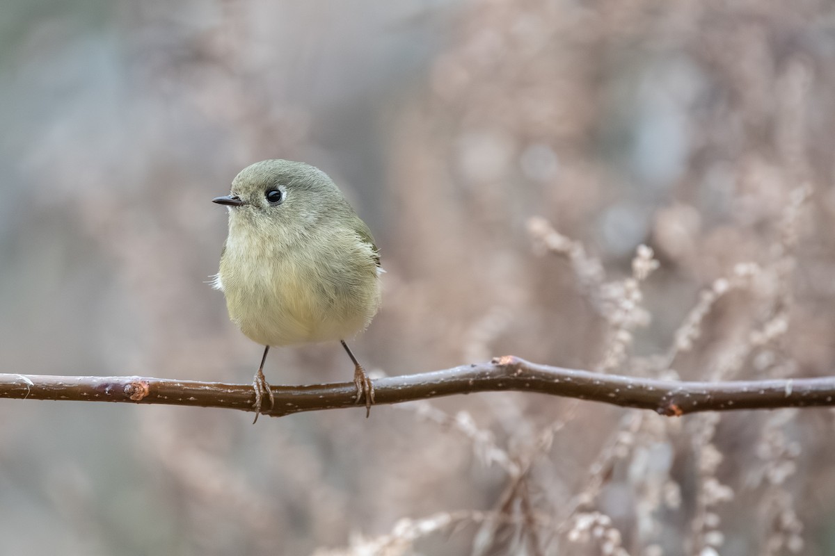 Erregetxo mottogorria - ML646514011