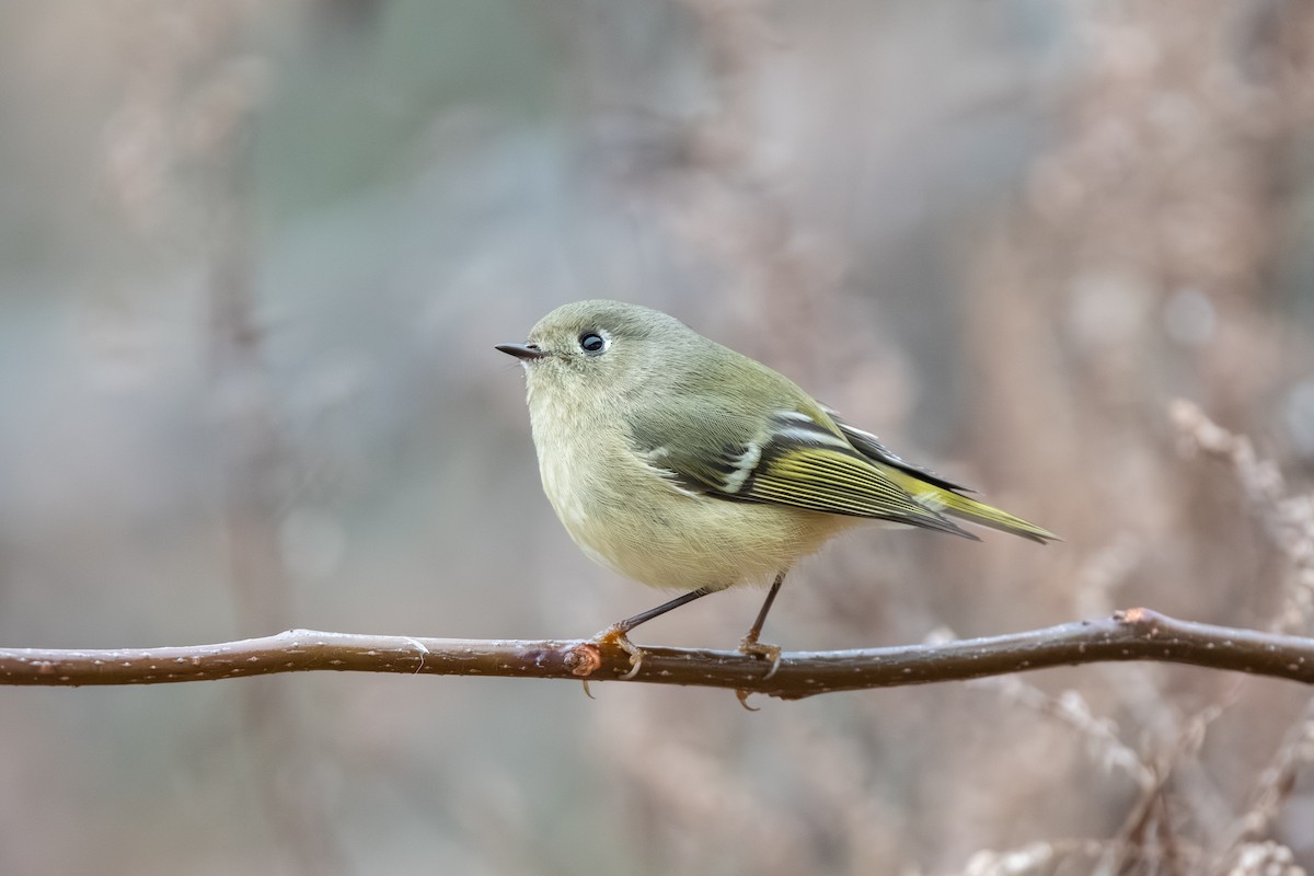 Erregetxo mottogorria - ML646514012