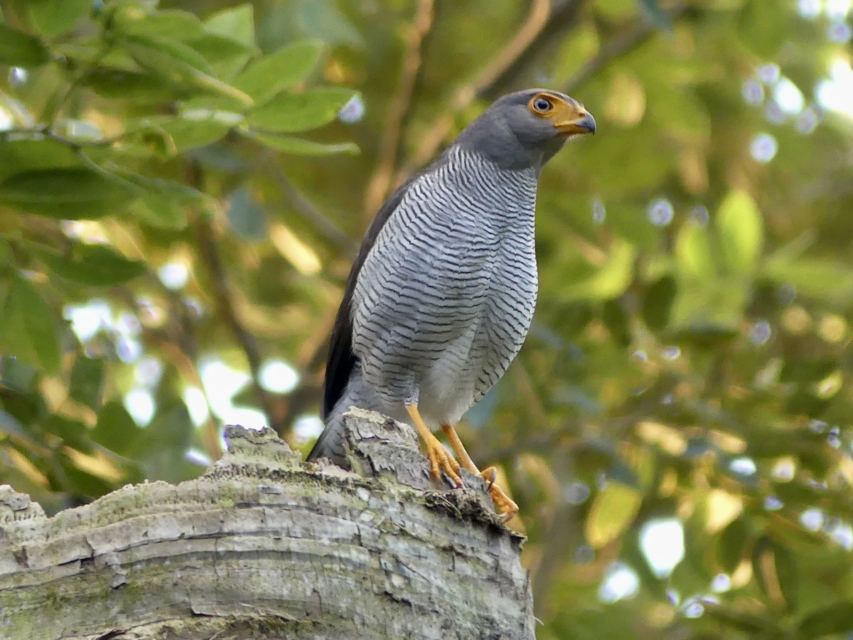Barred Forest-Falcon - ML646514013