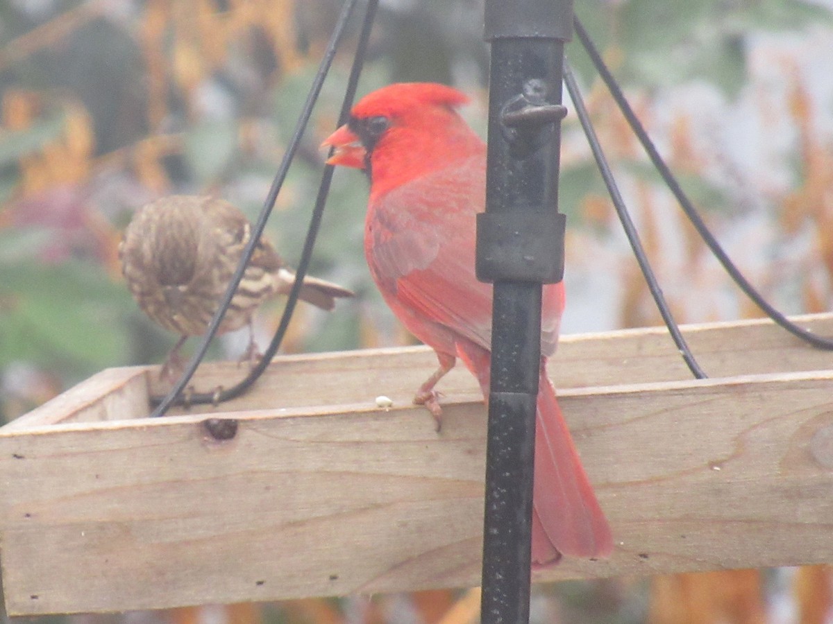 Kardinal arrunta - ML646514014