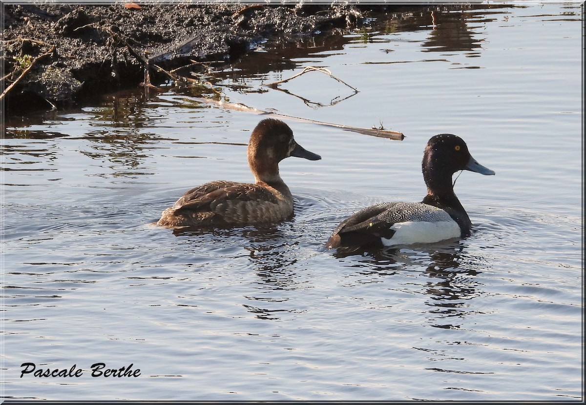 Murgilari handia - ML646514015