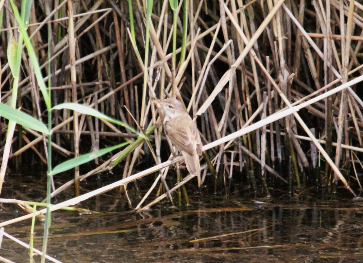 Benarriz arrunta - ML646514016