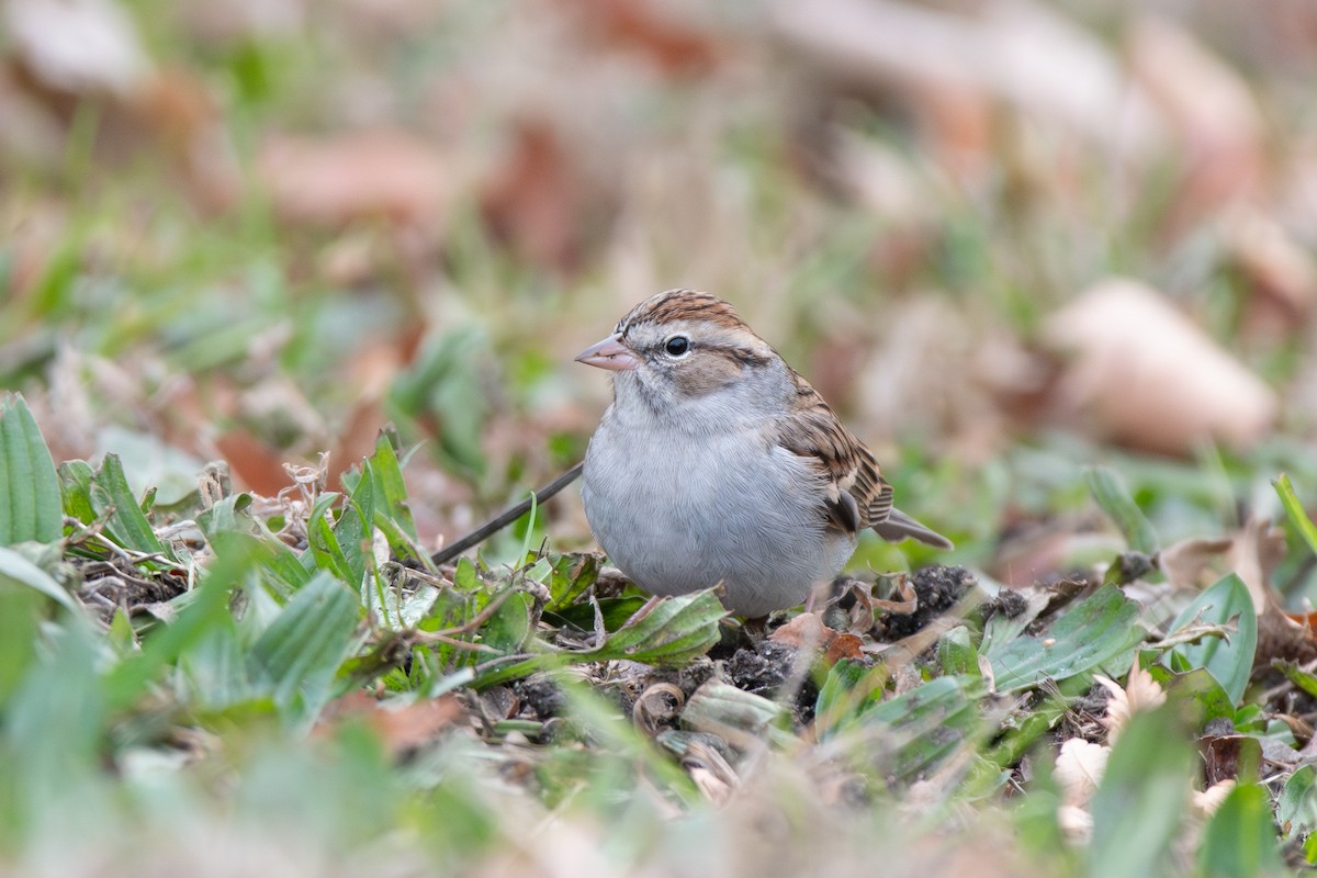Chipping Sparrow - ML646514017