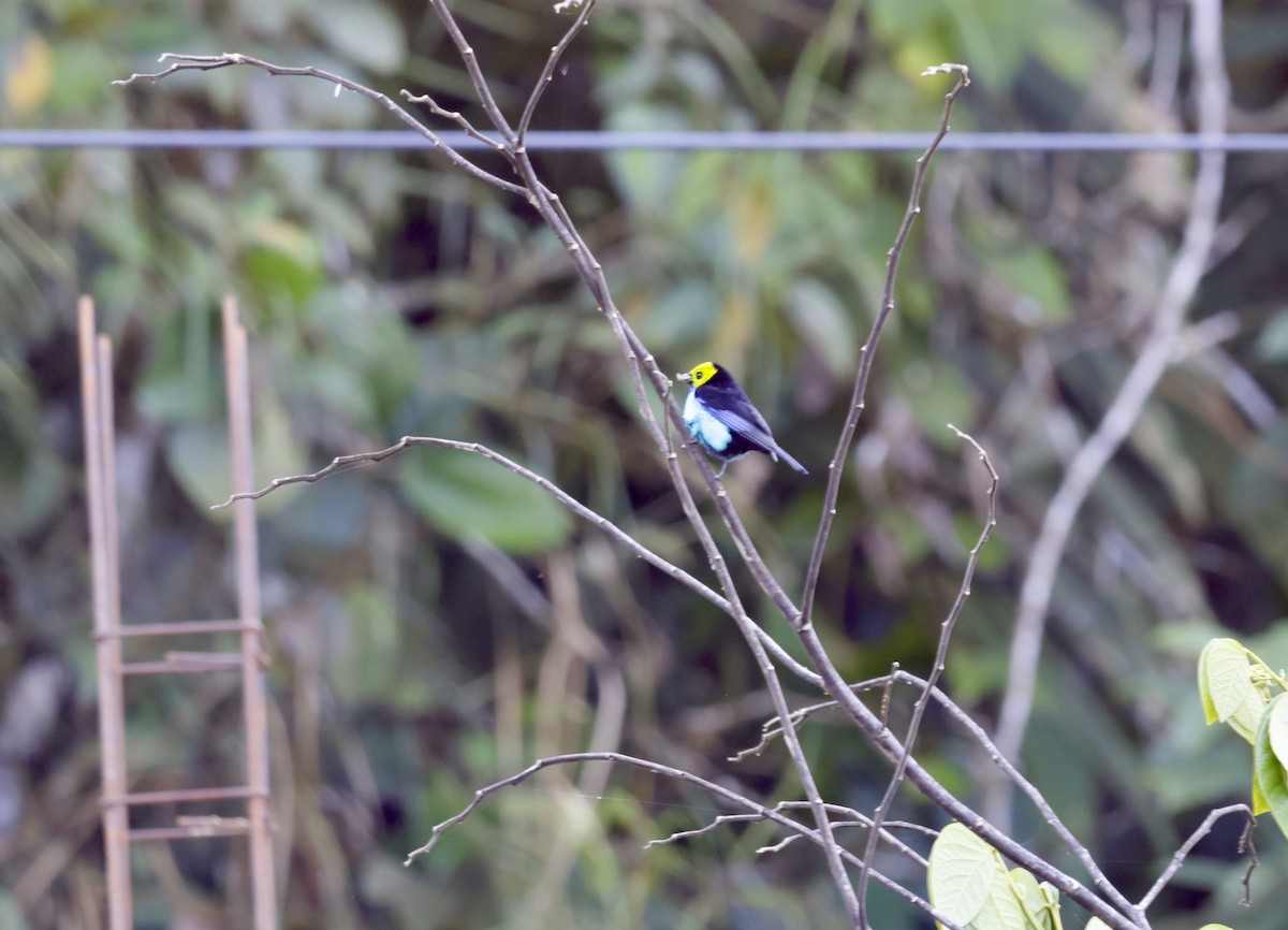 Paradise Tanager - ML646514020