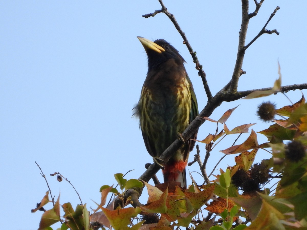 Большой бородастик - ML646514022