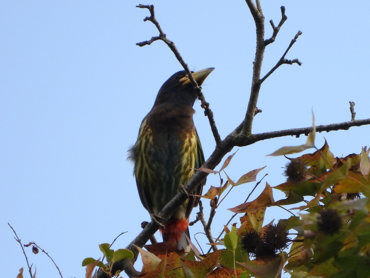 Большой бородастик - ML646514023