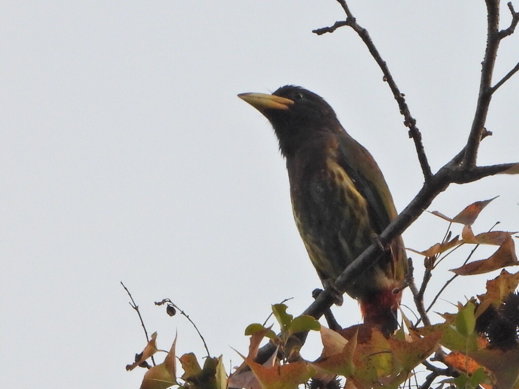 Большой бородастик - ML646514024