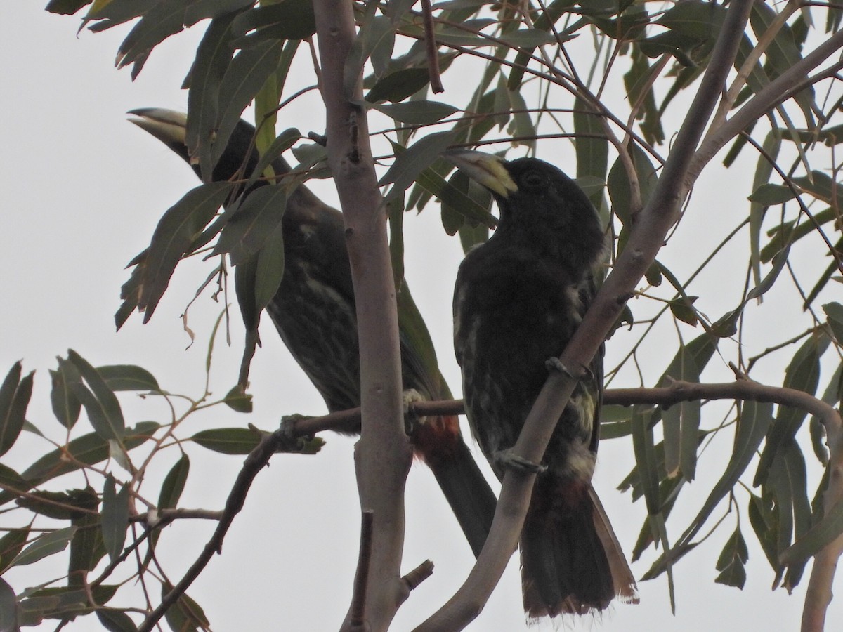 Большой бородастик - ML646514025