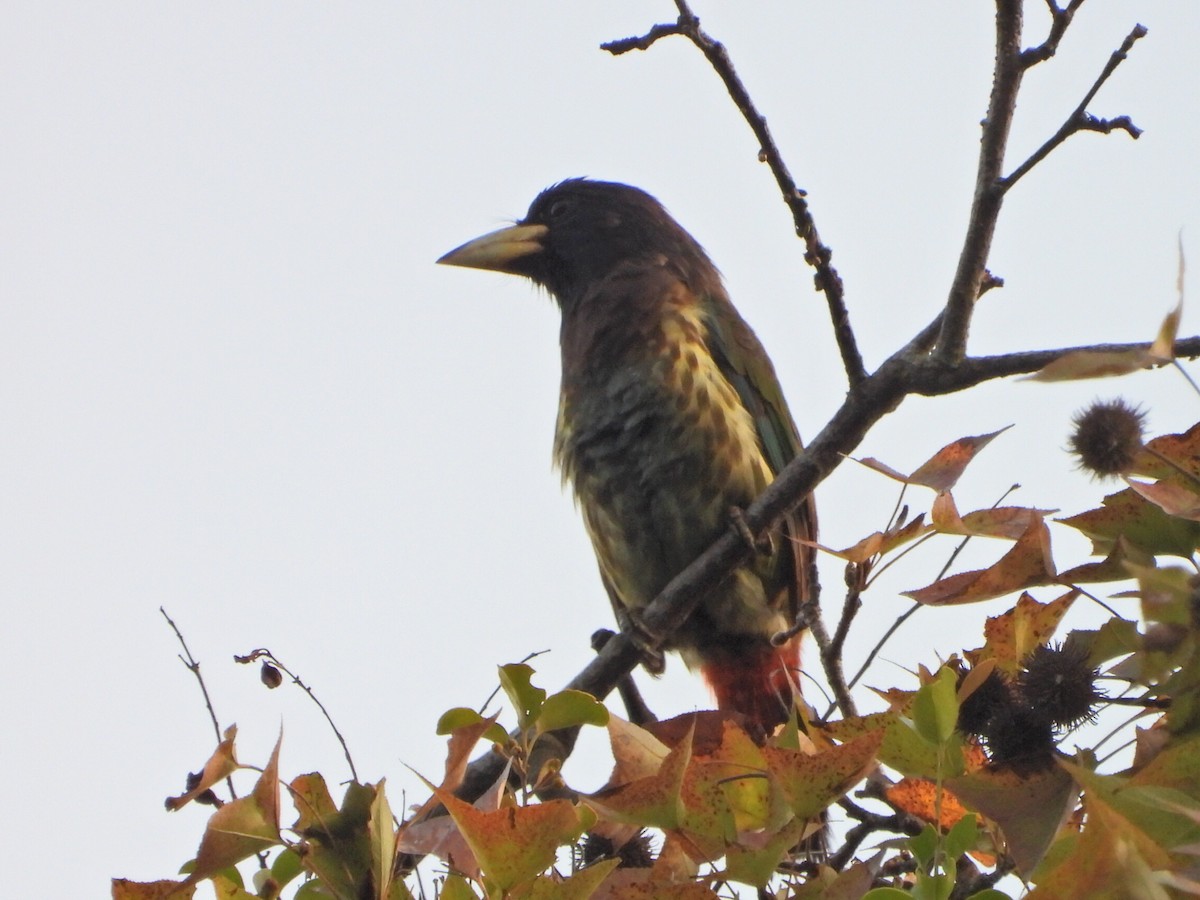 Большой бородастик - ML646514026