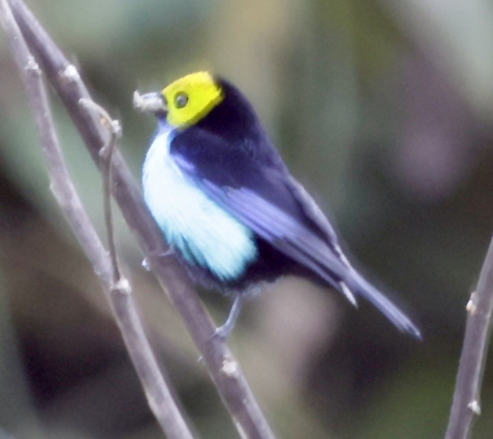 Paradise Tanager - ML646514029