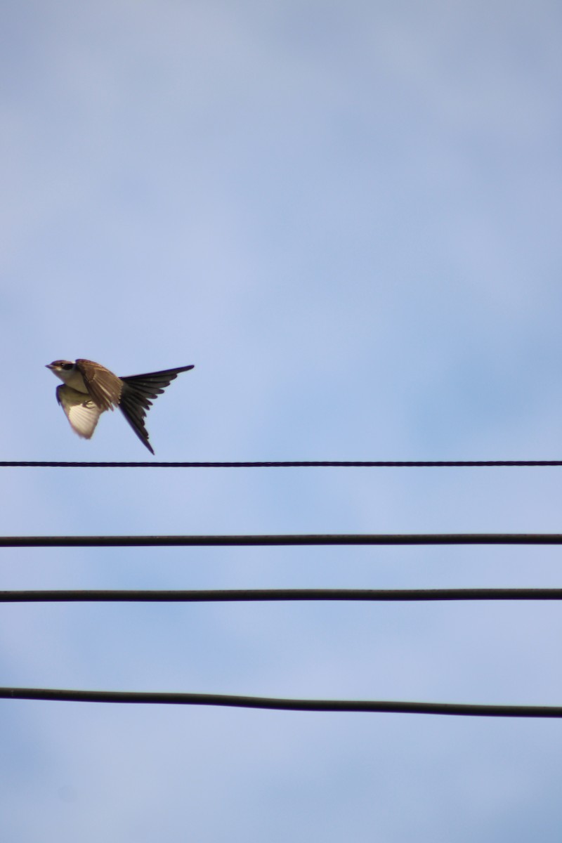 Тиран вилохвостий - ML646514031