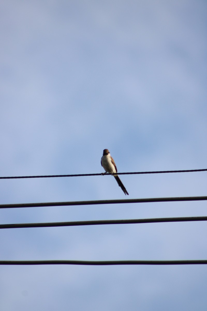 Тиран вилохвостий - ML646514032