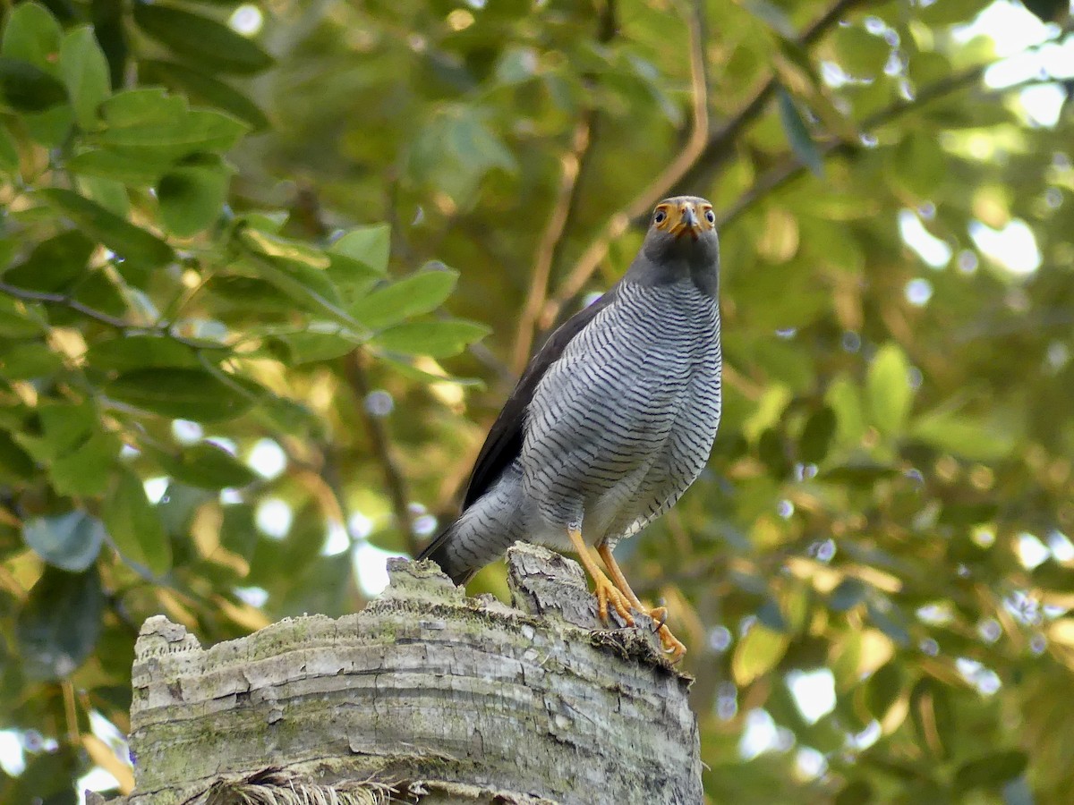 Barred Forest-Falcon - ML646514034