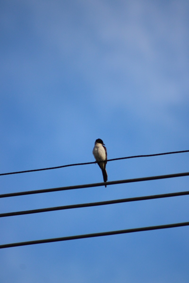 Тиран вилохвостий - ML646514035