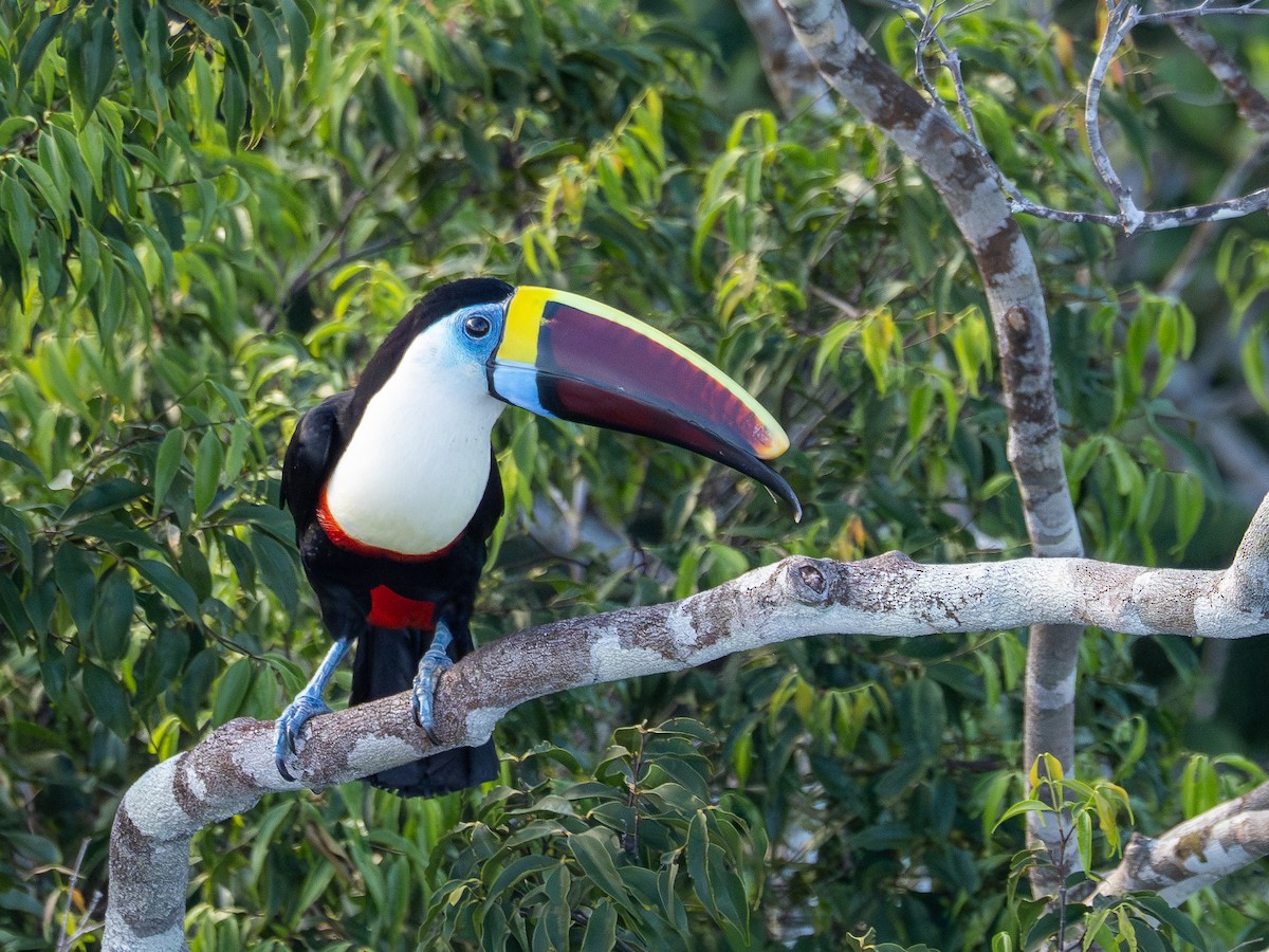 Tucán Pechiblanco (Pechiblanco) - ML646514036