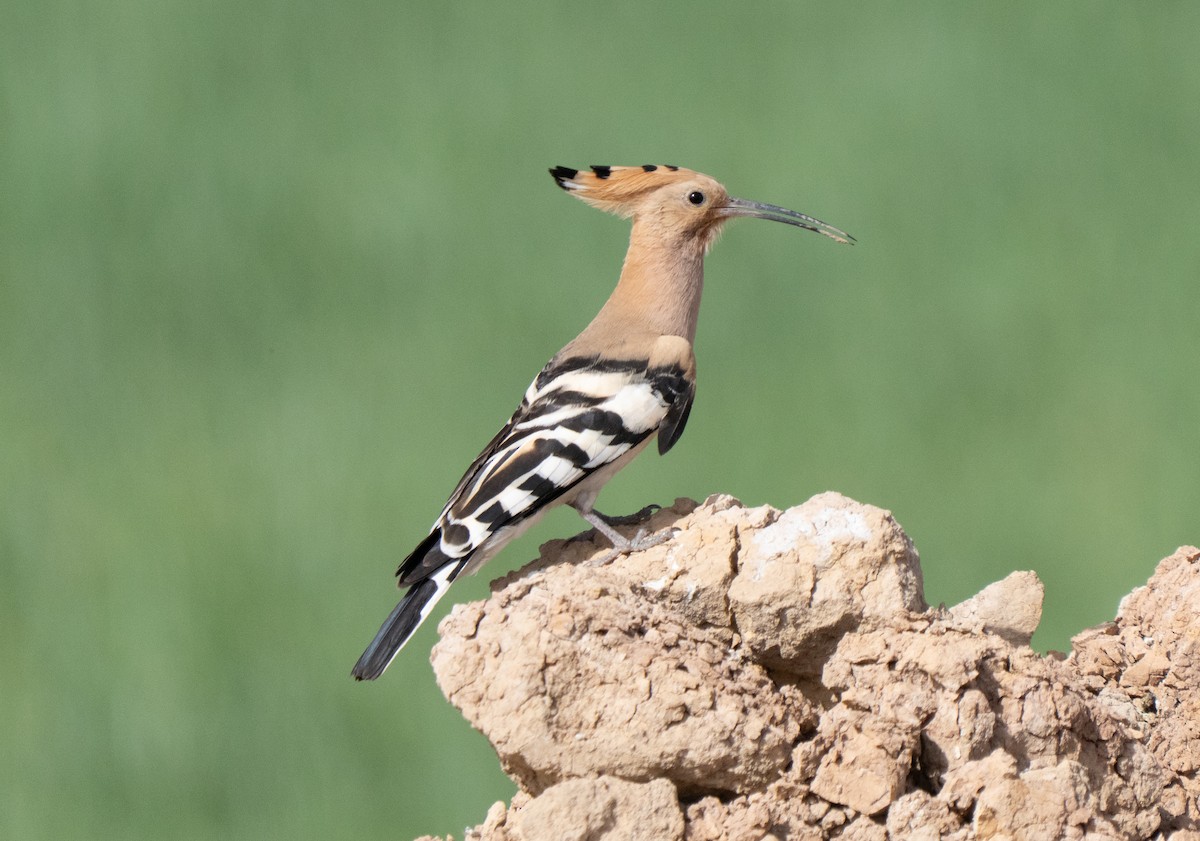 hærfugl - ML646514037