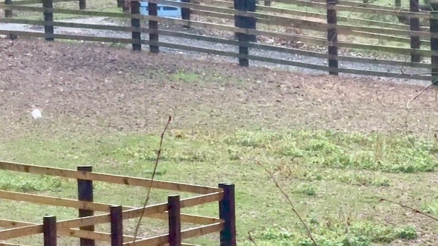 Little Egret - ML646514042