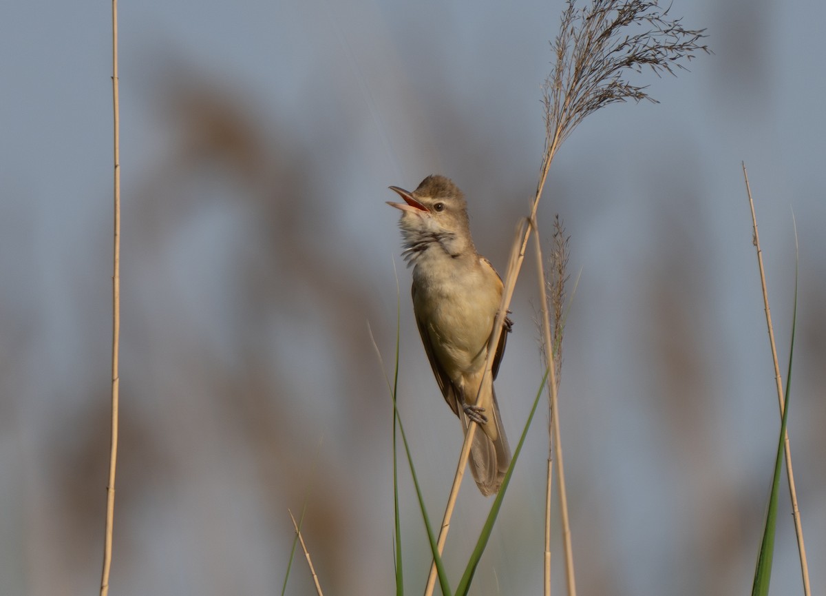 trostesanger - ML646514044