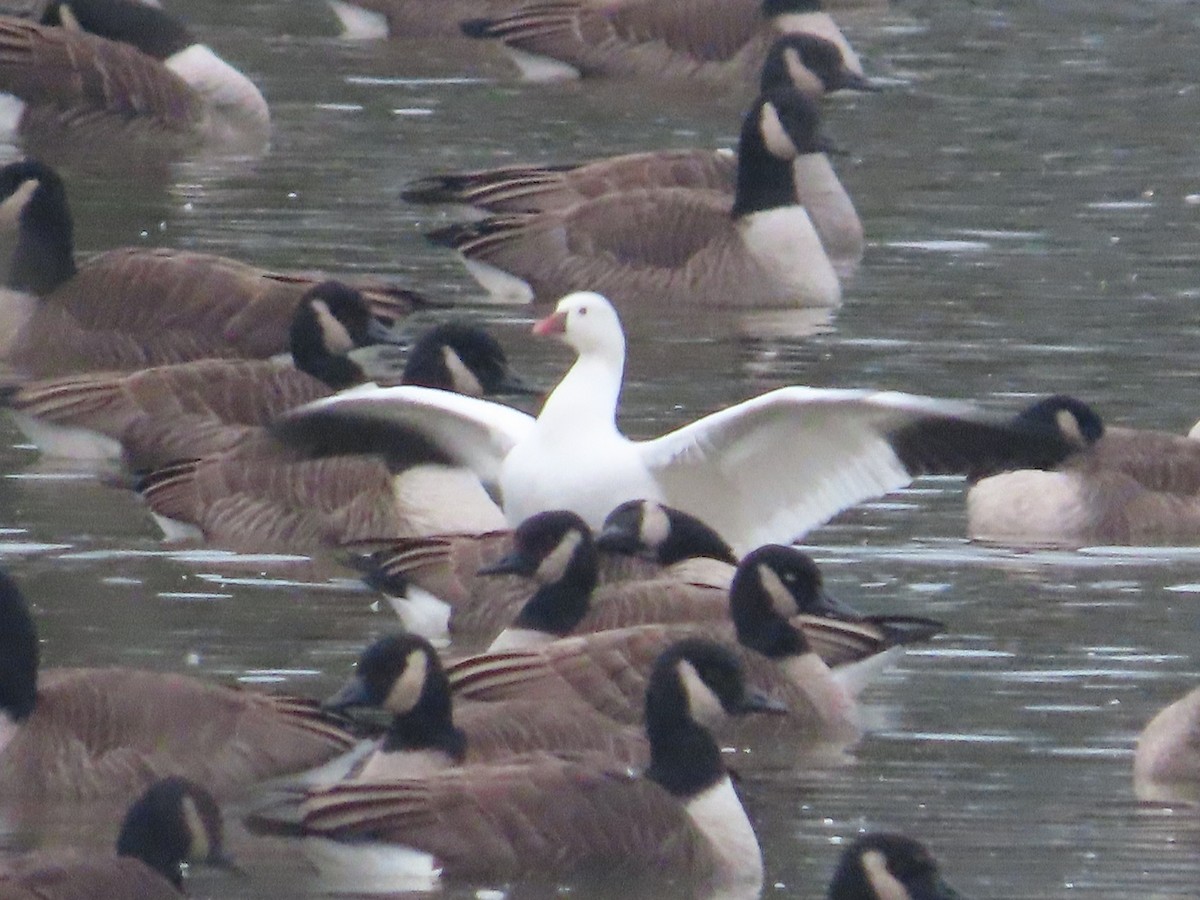 Гуска Роса - ML646514046