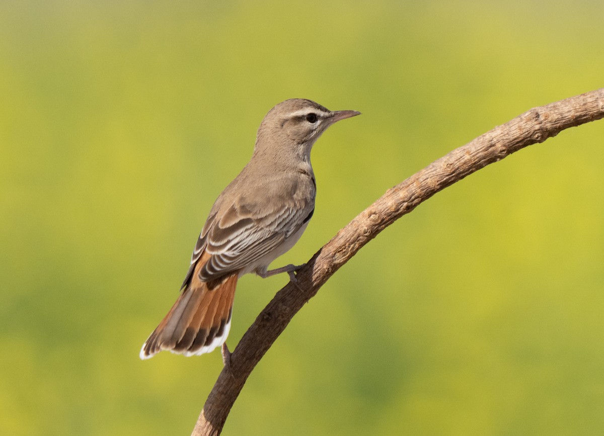 hekkskvett - ML646514053