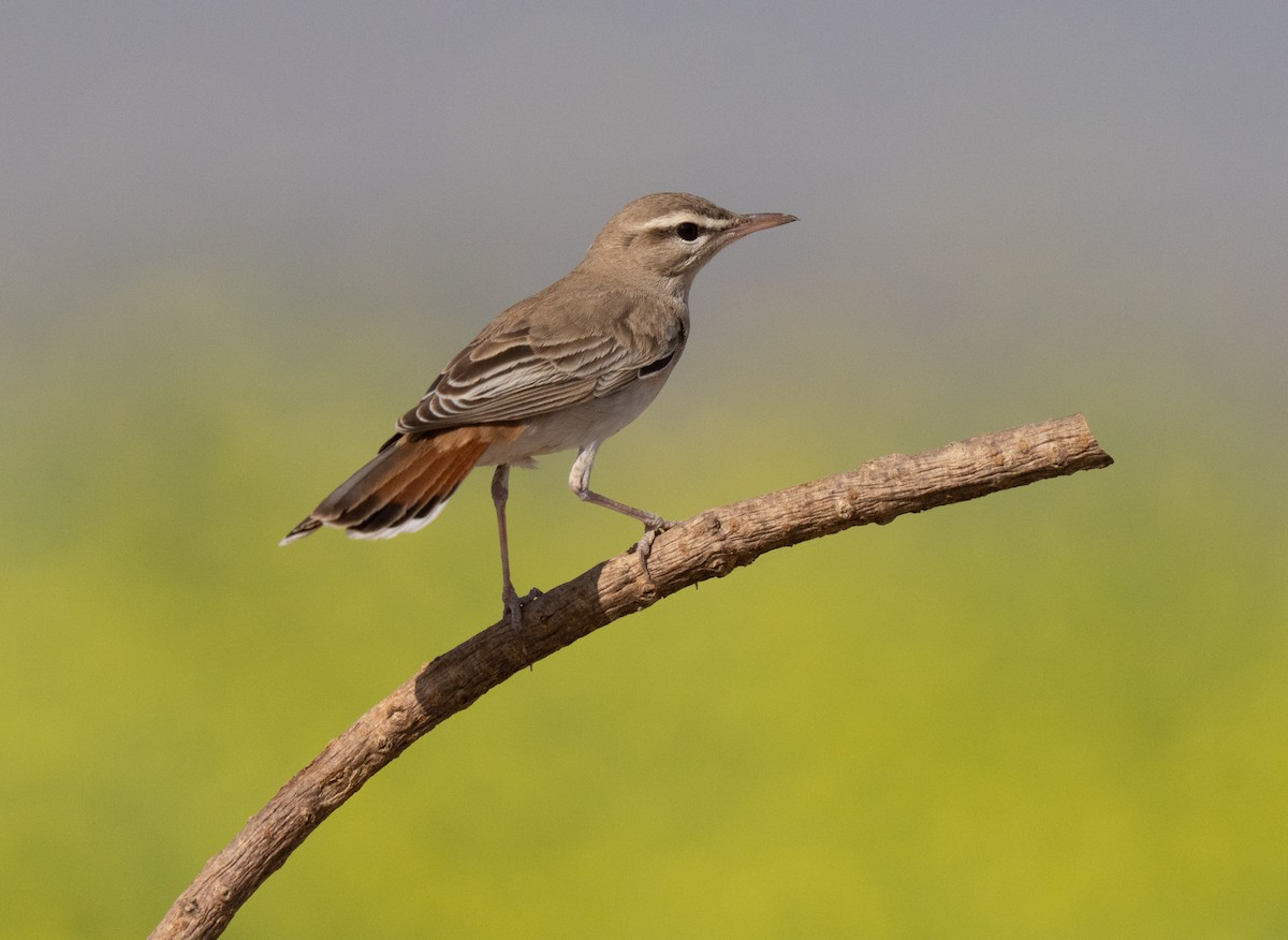 hekkskvett - ML646514054