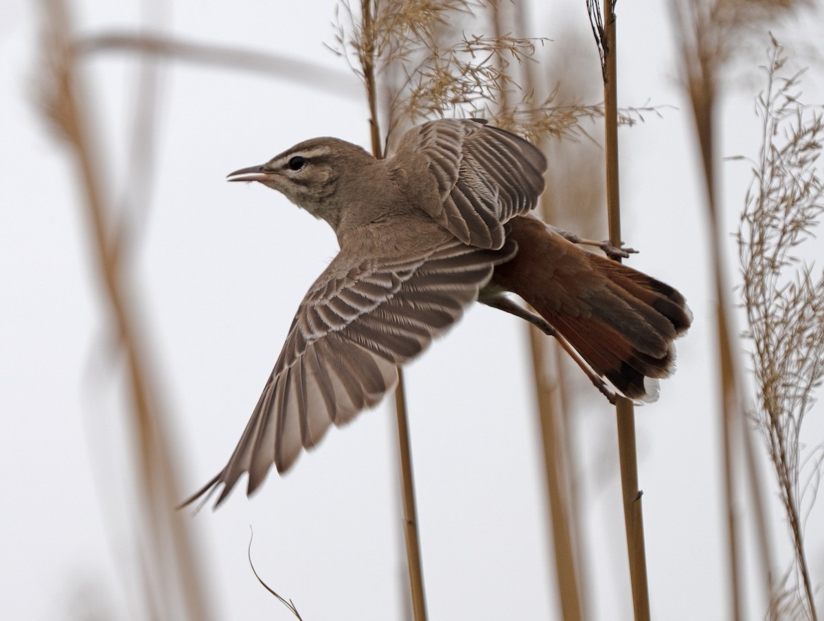 hekkskvett - ML646514055