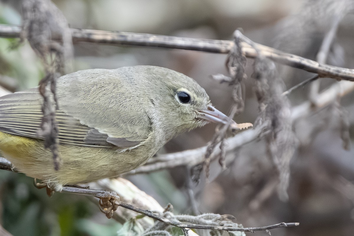 oransjekroneparula - ML646514058