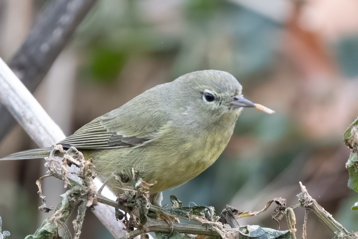 oransjekroneparula - ML646514059