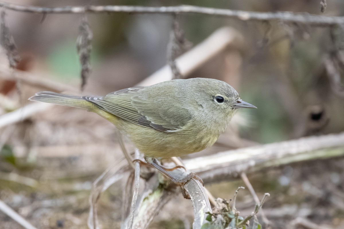 oransjekroneparula - ML646514060