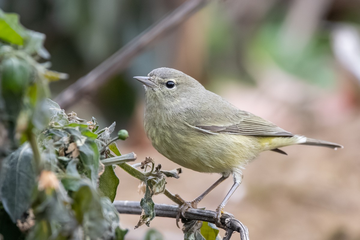 oransjekroneparula - ML646514061