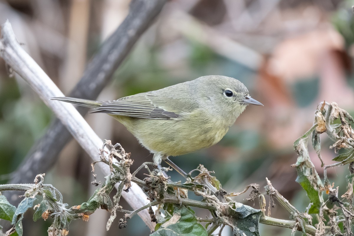 oransjekroneparula - ML646514062