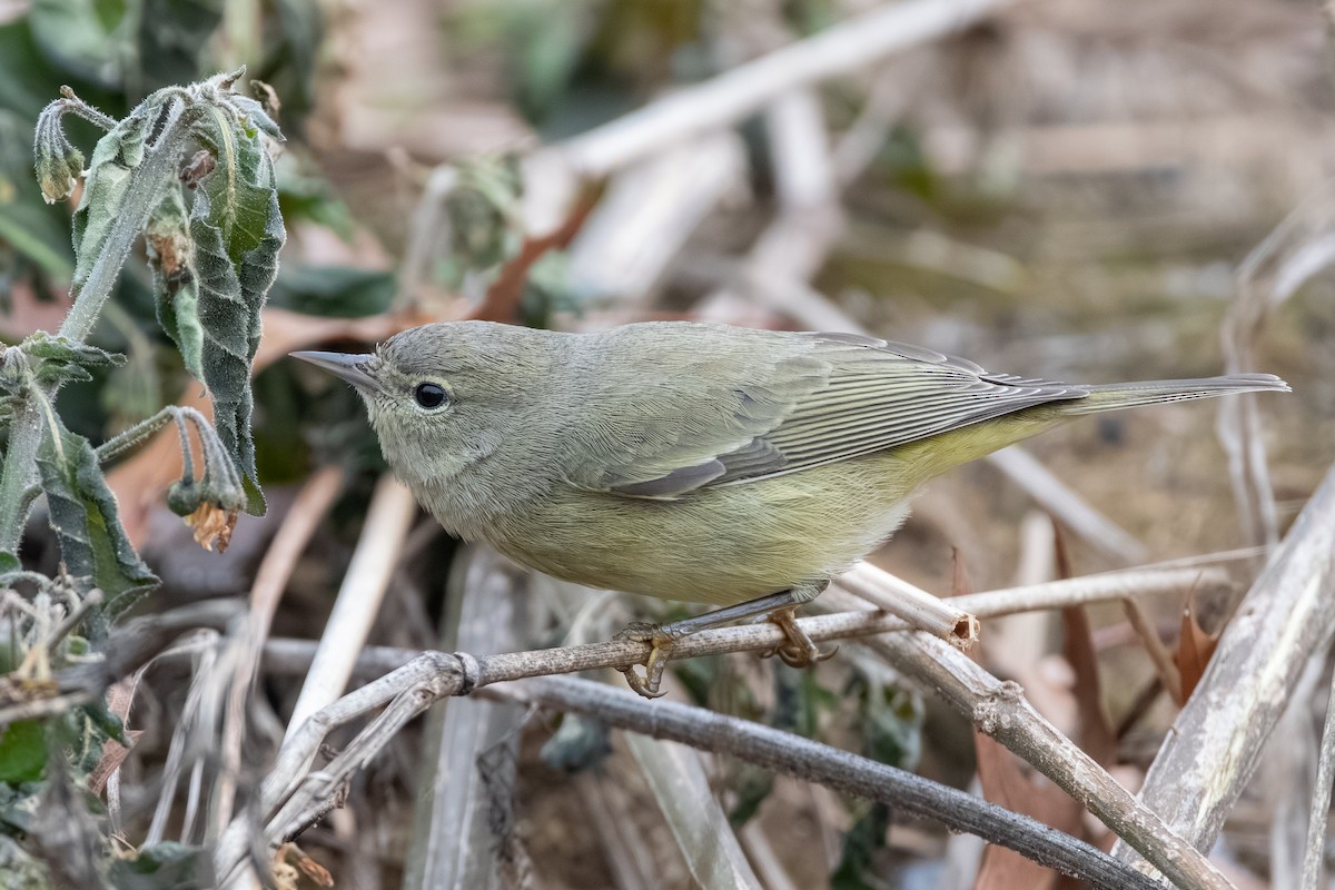 oransjekroneparula - ML646514063