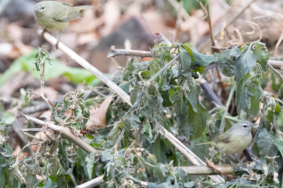 oransjekroneparula - ML646514064