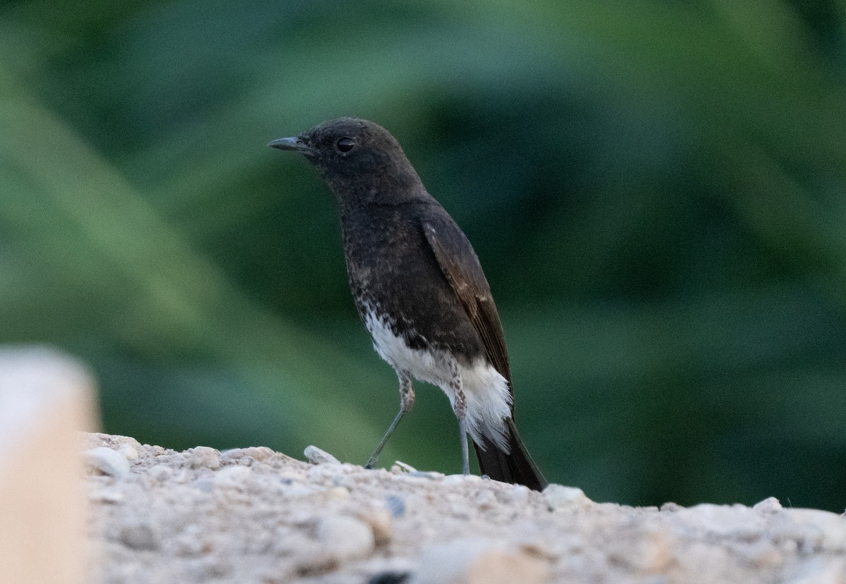 svartskvett - ML646514065