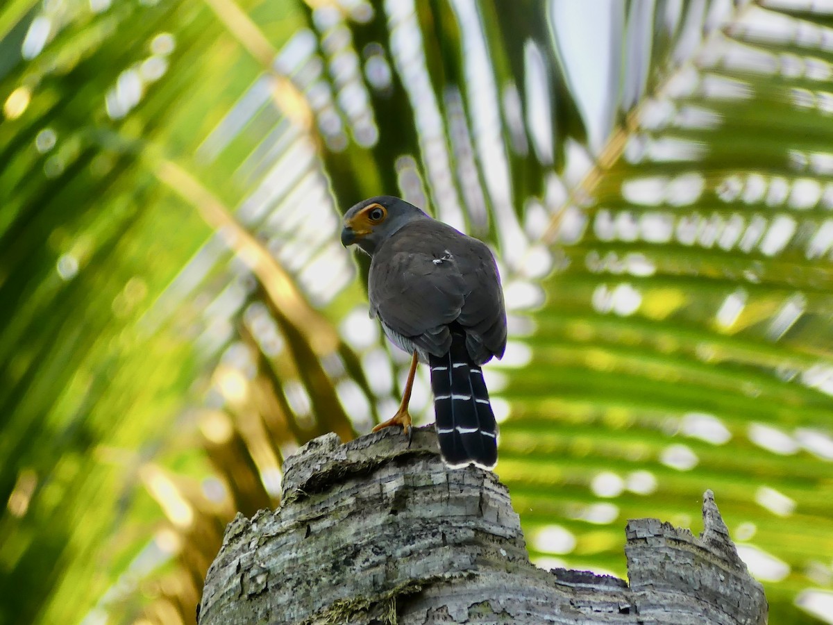 Barred Forest-Falcon - ML646514066