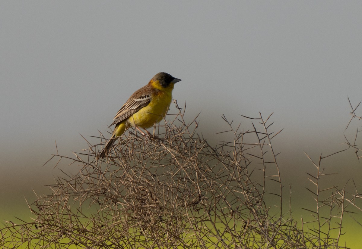 svarthodespurv - ML646514067