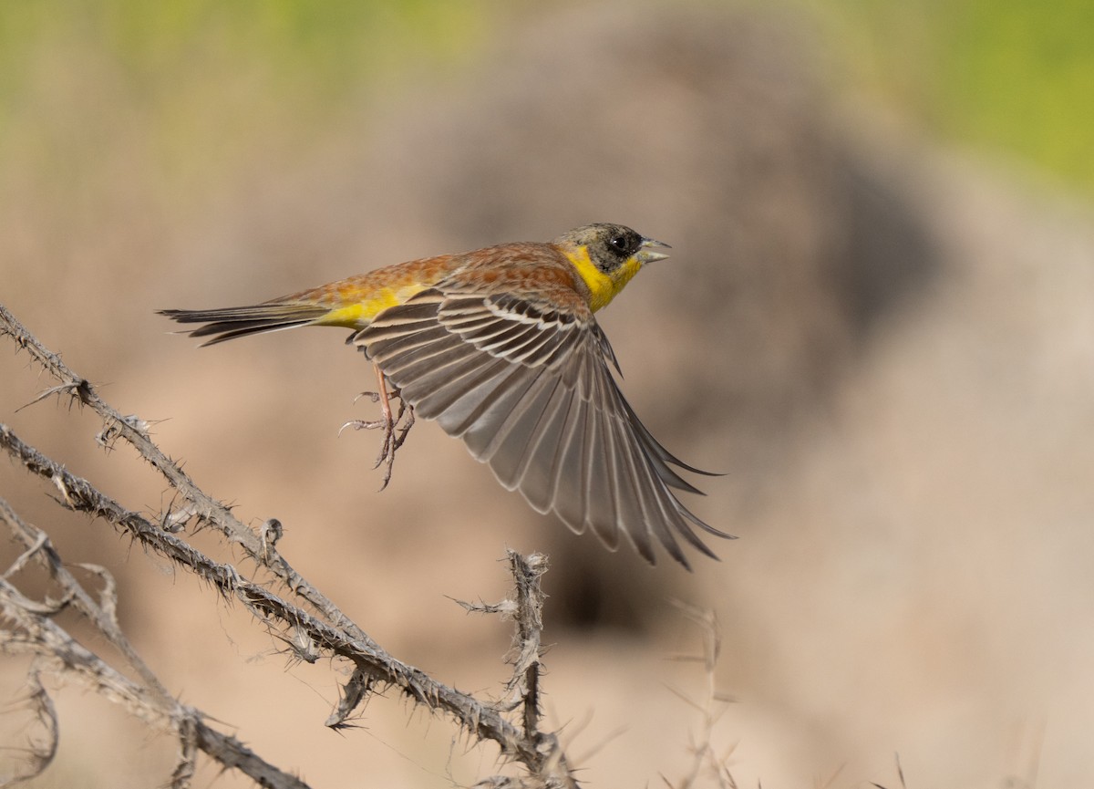 svarthodespurv - ML646514068