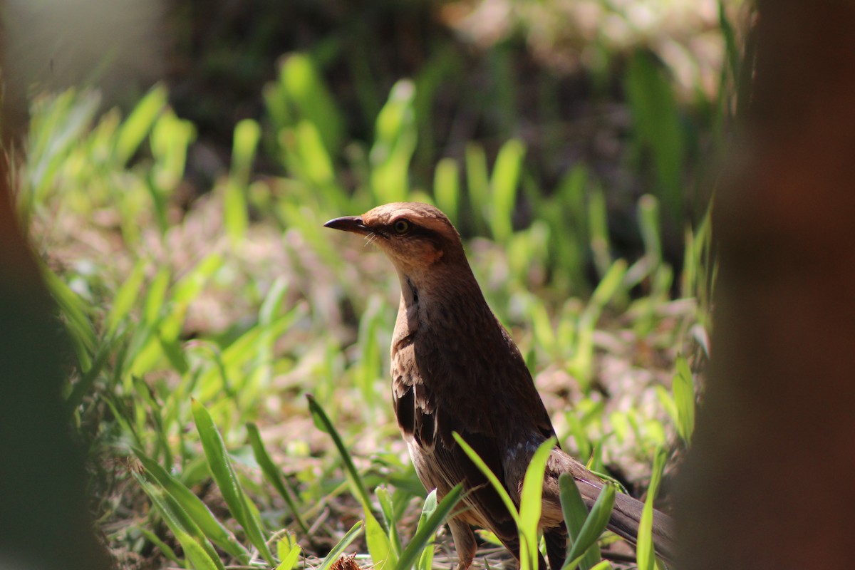 Пересмішник білобровий - ML646514071