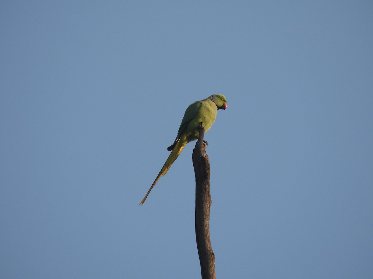 alexandr malý - ML646514073