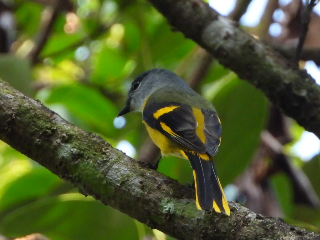 Личинкоїд сірощокий - ML646514074