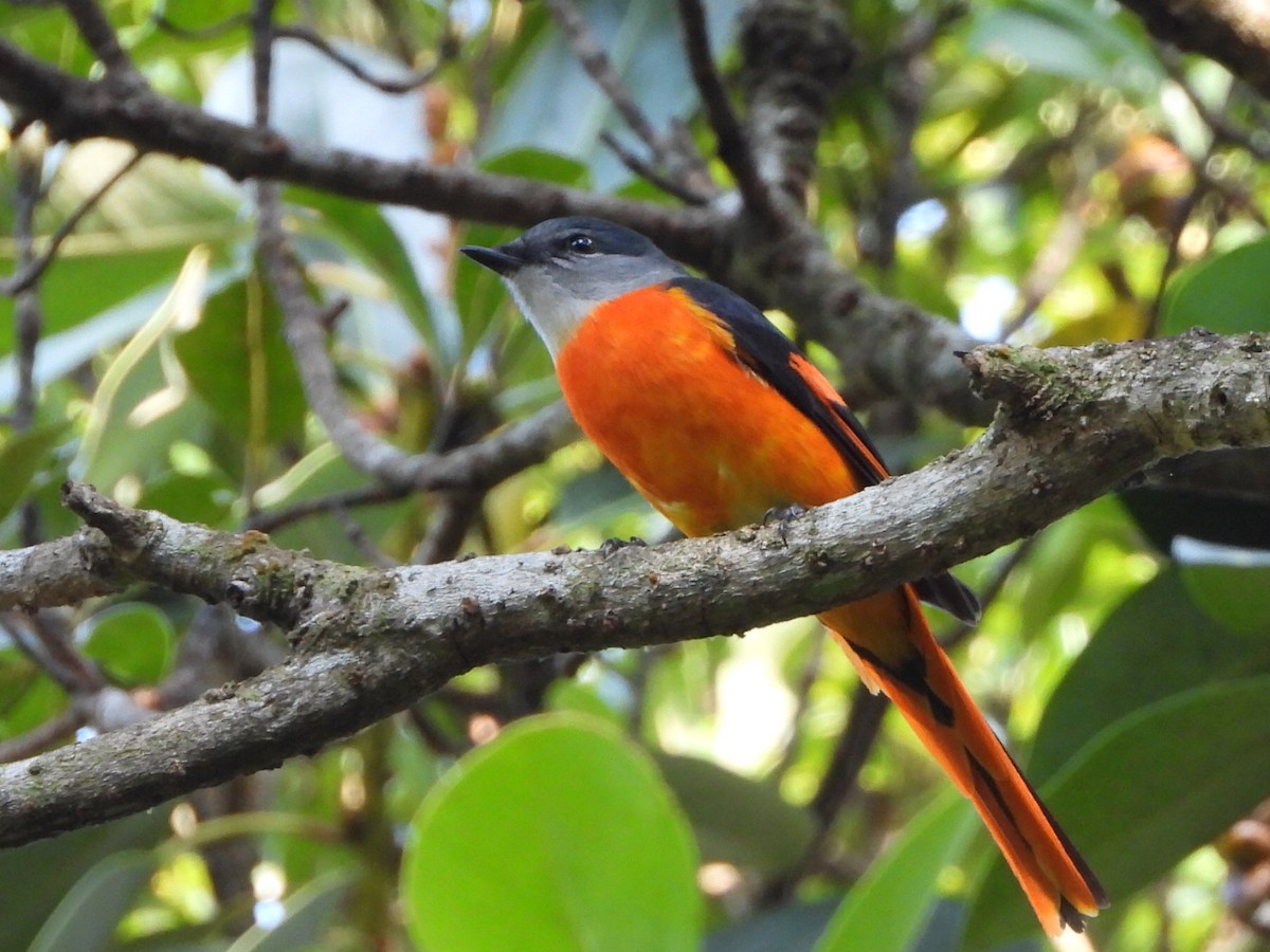 Личинкоїд сірощокий - ML646514075