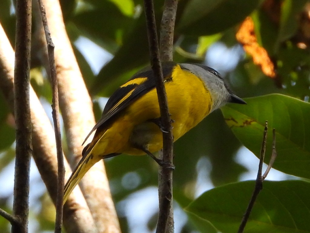 Личинкоїд сірощокий - ML646514076