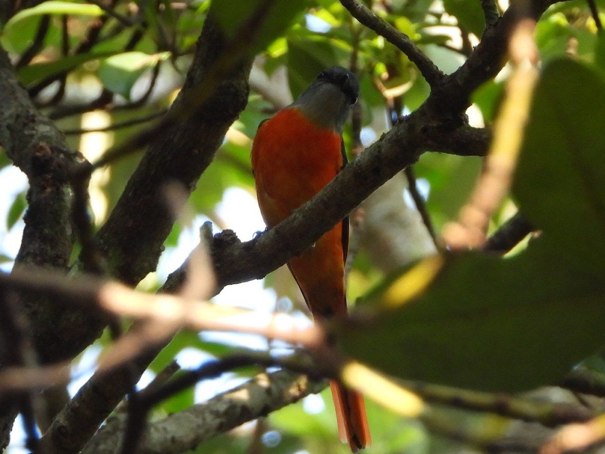 Личинкоїд сірощокий - ML646514077