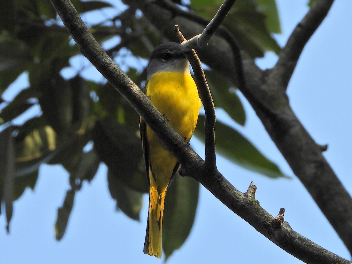 Личинкоїд сірощокий - ML646514078